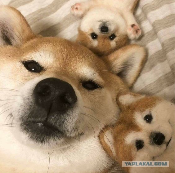 Буч