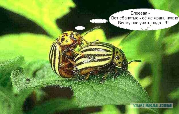 Молоко скорби и проросшая картофелина