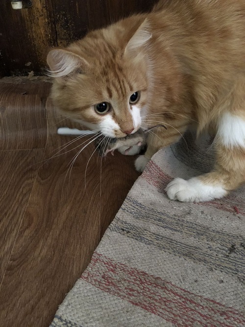 Начнем котоФторник?