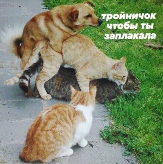 Очень пошлые картинки про это.18+