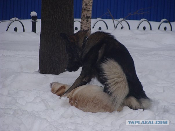 Собакопонедельник!