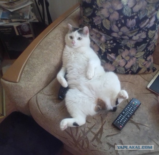 Котовторник (свои добавляем)
