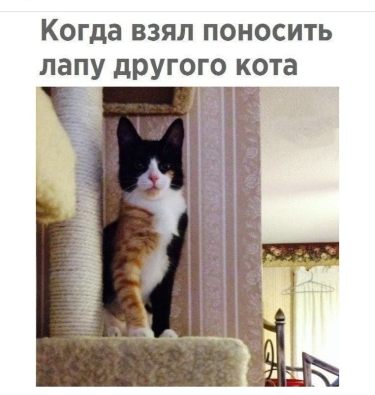 Смешные Картинки С Котиками До Слез