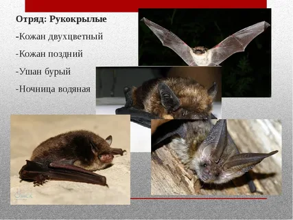 Моих ушанов вам покажу