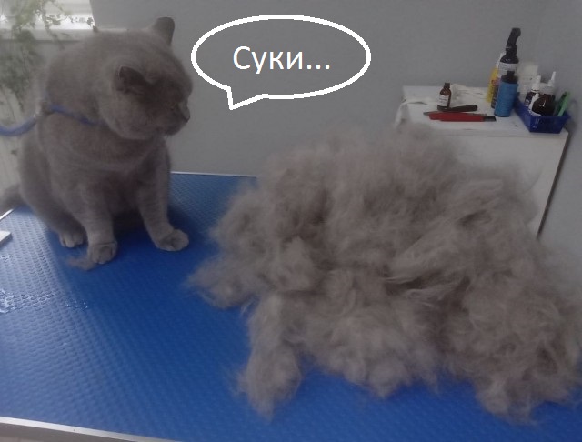 В Петербурге у кота Тимофея украли всю шерсть