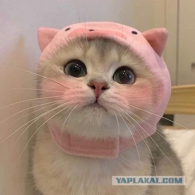 Немного мемчиков. Для взрослых +18. Часть2