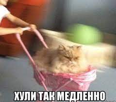 Мы весёлые медузы