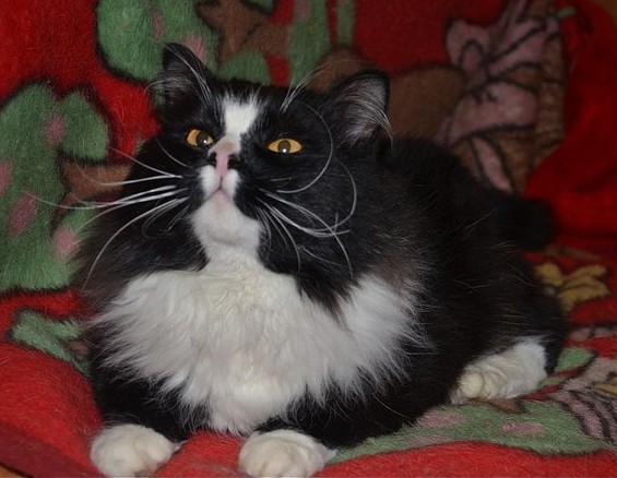 Котовторник 30.04.2013