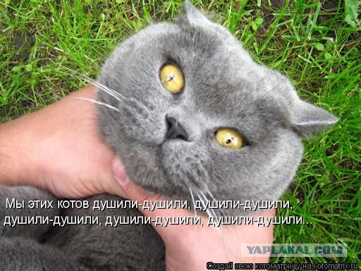 Эта женщина построила зимний кошкин дом