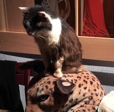 Кот из ада