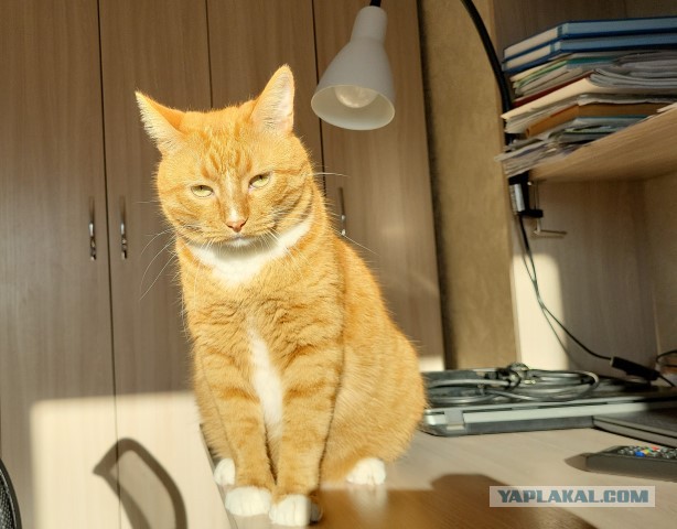 Котовторник. Где коты? Мой вот!