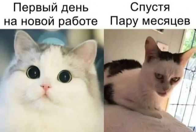 Подборка картинок-баянов с котиками и про котиков. Выпуск 29.