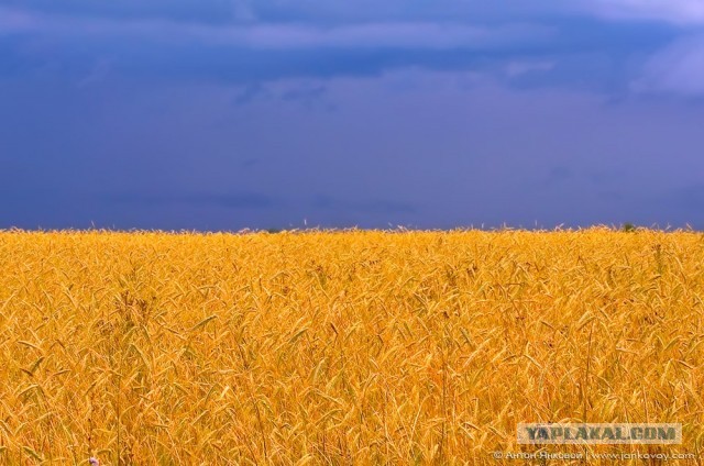 Про хохлов