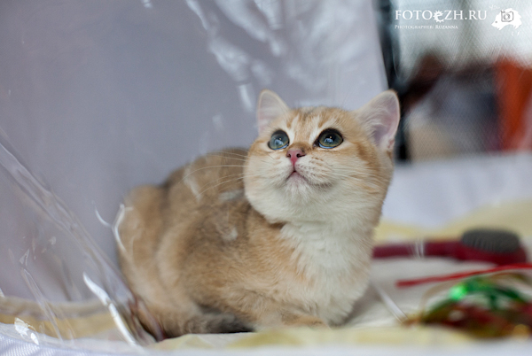 Котиковая выставка "Инфокот 2013"
