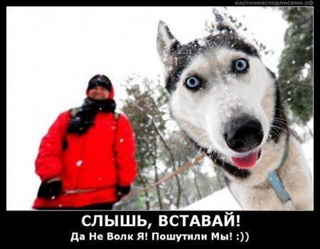 Щенок хаски