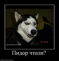 Яценюк прибежал жаловаться в НАТО