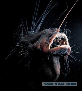 Марианская впадина