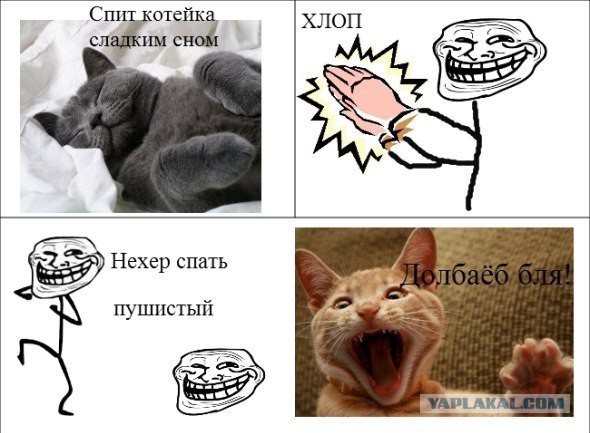 Как можно мучить кошку без палева и обид