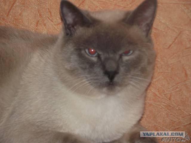С Котовторником!