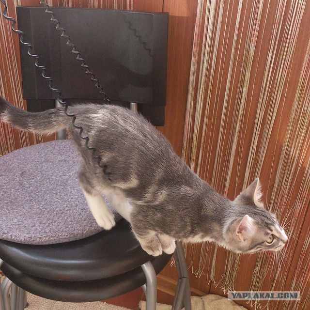 Котовторник 16.09.14