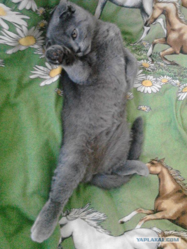 Котовторник 7.10.2014