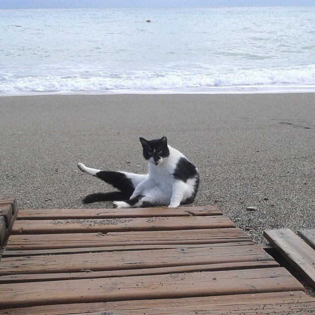 Котовторник 28.10.2014