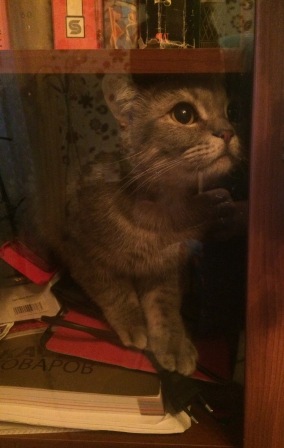 Котовторник 27.01.2015