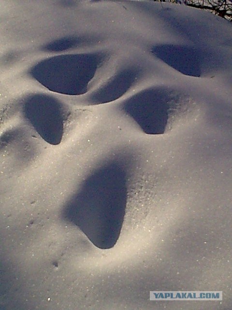 Есть следопыты на ЯПе?