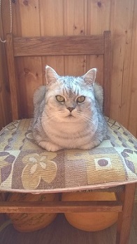 Котовторник 25.08.2015