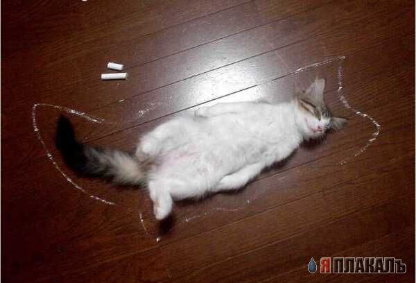 Коты, кошки, котята