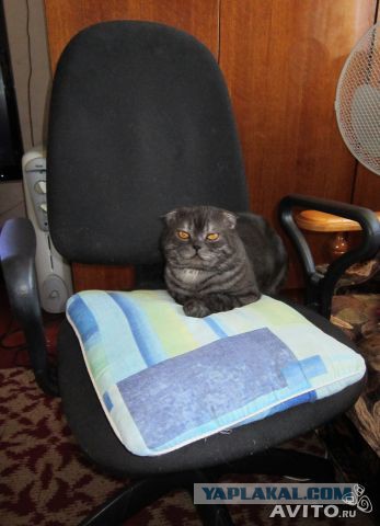 Наш Котяра