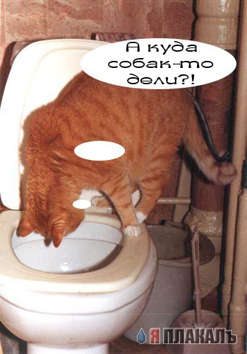Кошки и Собаки - большая подборка
