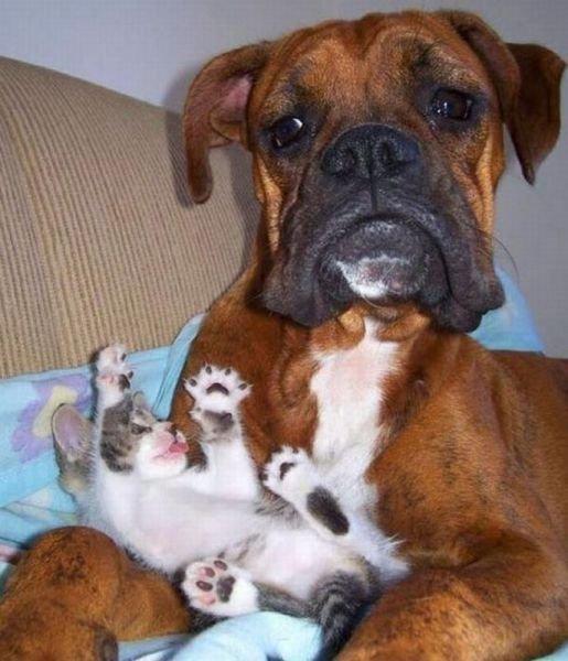 Коты из сети