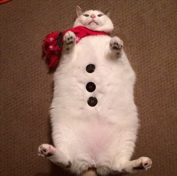Коты из сети