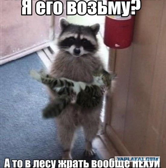 Волк напал на собаку!