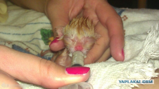 Он лежал возле гаражей в 2-х метрах от мусорного бака...