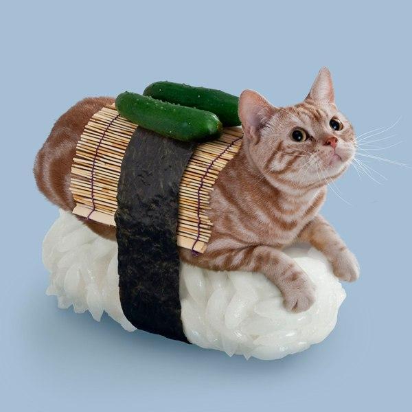 Коты и Кошки
