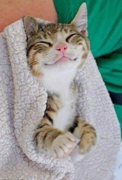 Коты и Кошки