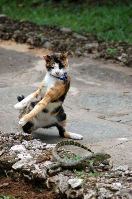 Коты и Кошки