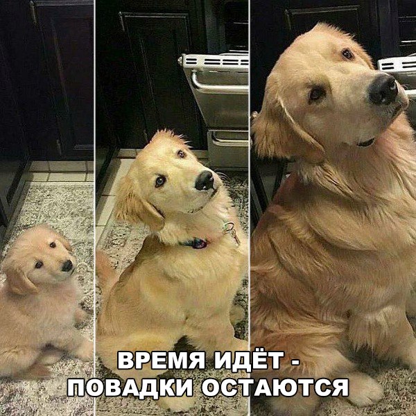 Подборка забавных животных