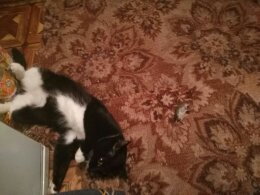 Котовторник  05.12.2017