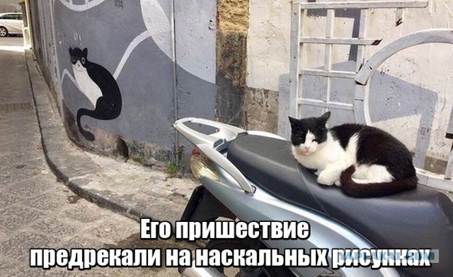 Прикольные картинки обо всём
