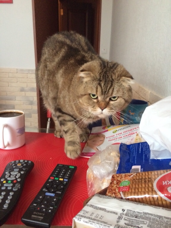Котовторник