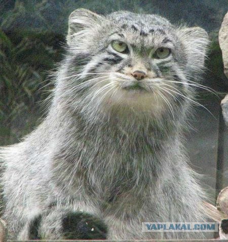 Эй! Ну погладь котика! Погладь кота