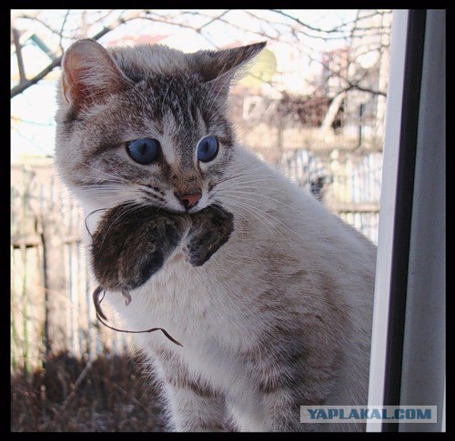 Котовторник на ЯПе (21.04.2009)