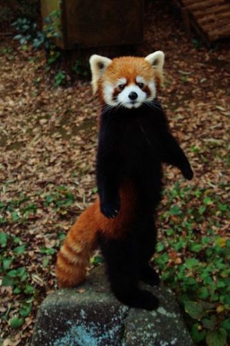 Красная панда (10 фото)