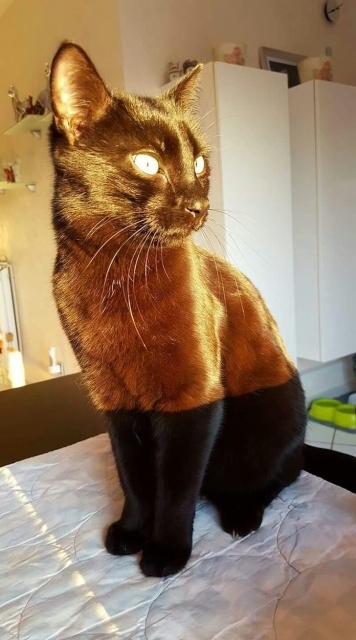 Прикольных котов пост
