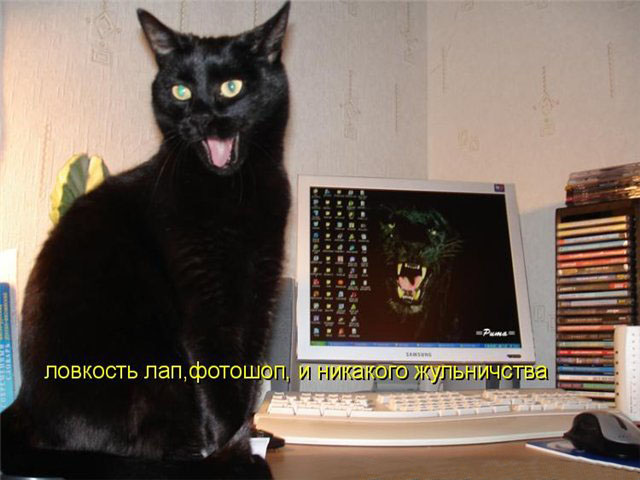 Котовторник 15.02.2011