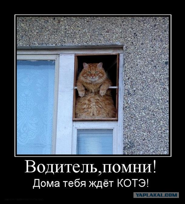 Кот - хипстер