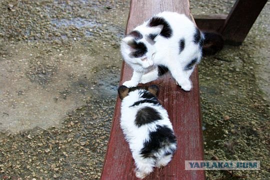 Жизнь собачья и котячья